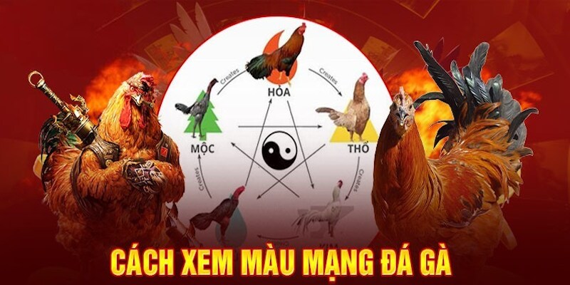 Lưu ý cần nắm khi xem mầu mạng đá gà